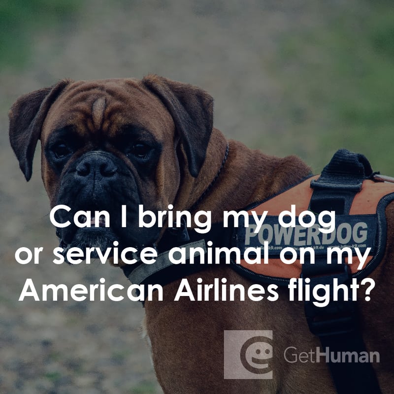 Can I Bring My Dog or Service Animal on My American Airlines Flight?