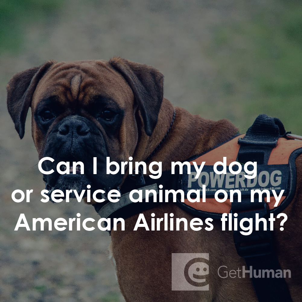 Can I Bring My Dog or Service Animal on My American Airlines Flight?